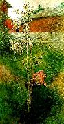 Carl Larsson kring appeltradet-appelblom oil painting reproduction